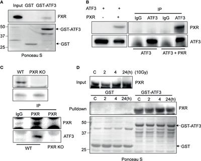 Nuclear Receptor PXR Confers Irradiation Resistance by Promoting DNA Damage Response Through Stabilization of ATF3